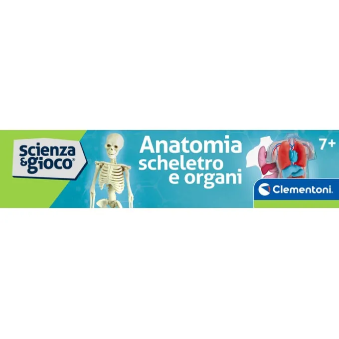 Anatomia Scheletro e Organi