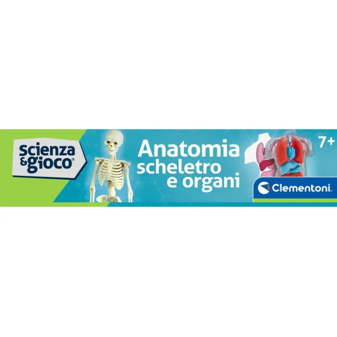 Anatomia Scheletro e Organi