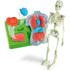 Anatomia Scheletro e Organi