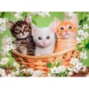 Brothers in Fur - 60 pezzi