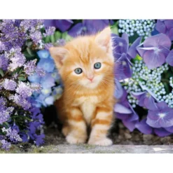 Ginger cat - 500 pezzi