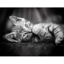 Kitty - 1000 pezzi